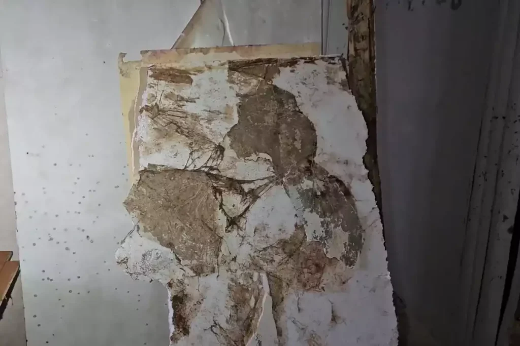 mur avec salpêtre et mérule sur placo