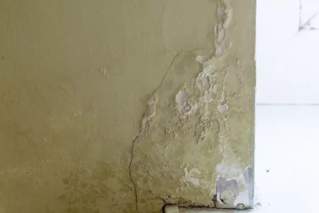 reconnaître et traiter la mérule sur le placo et le salpêtre sur les murs