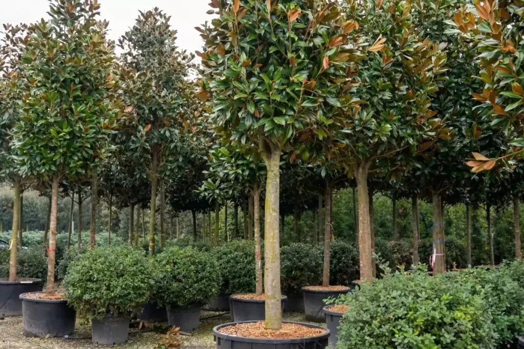 arbre brise vue 4m hauteur