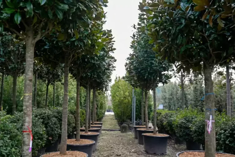 arbre brise vue hauteur 4m