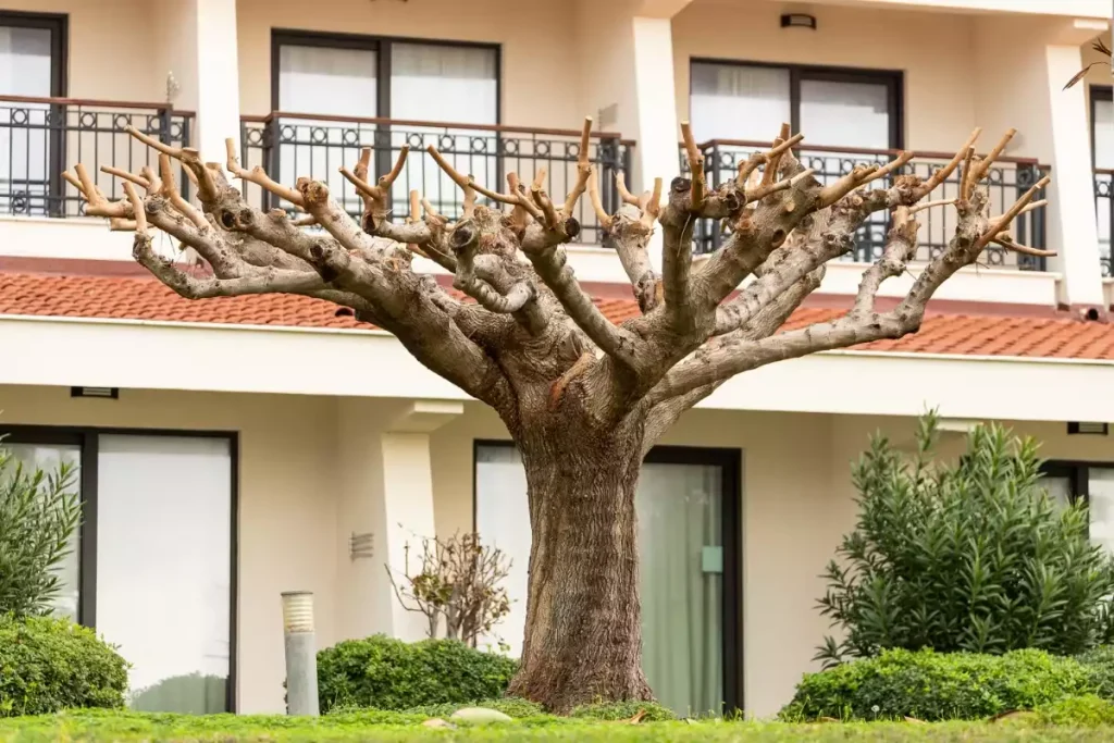 arbre brise-vue croissance rapide
