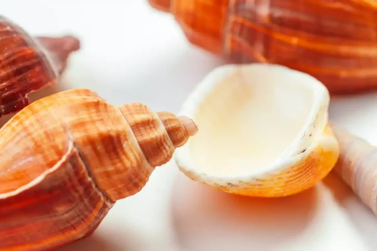 nettoyer coquillage bicarbonate